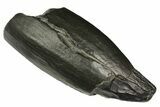 Fossil Sperm Whale (Scaldicetus) Tooth - South Carolina #176185-1